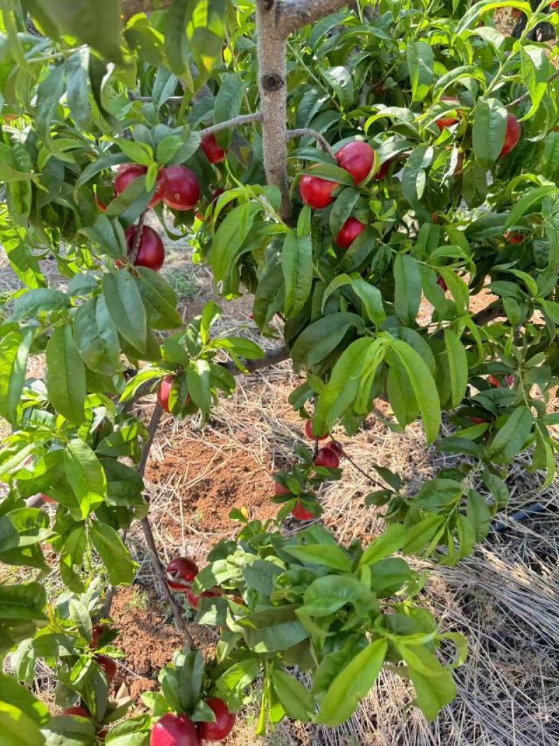 中油6号桃子大量供应四川产地直发，货源充足，新鲜采摘。