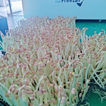 花生芽精品货厂家直发可按需包装大量现货供应全国