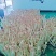 花生芽精品货厂家直发可按需包装大量现货供应全国