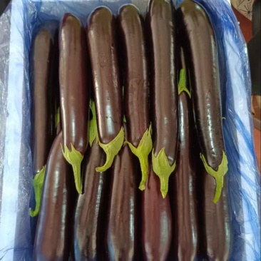 【精品】寿光绿把长茄，大量现货，产地一手货源，市场电商货