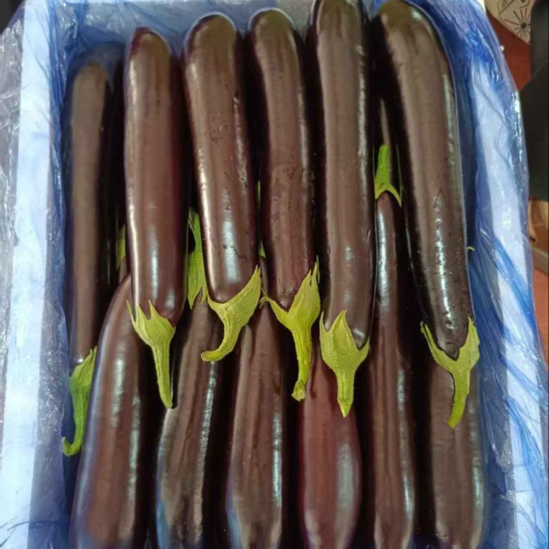 【精品】寿光绿把长茄，大量现货，产地一手货源，市场电商货