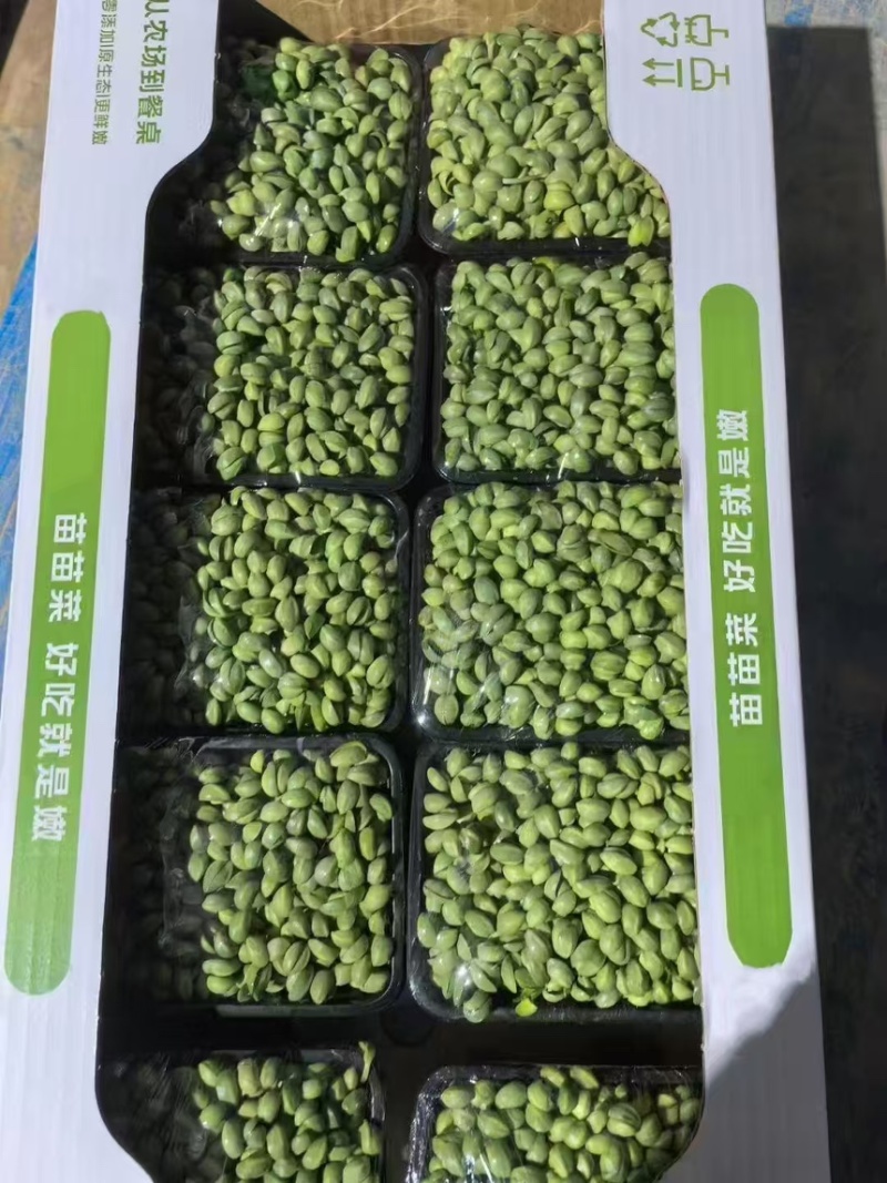 黑豆苗培育基地直发高品质货源大量发货中