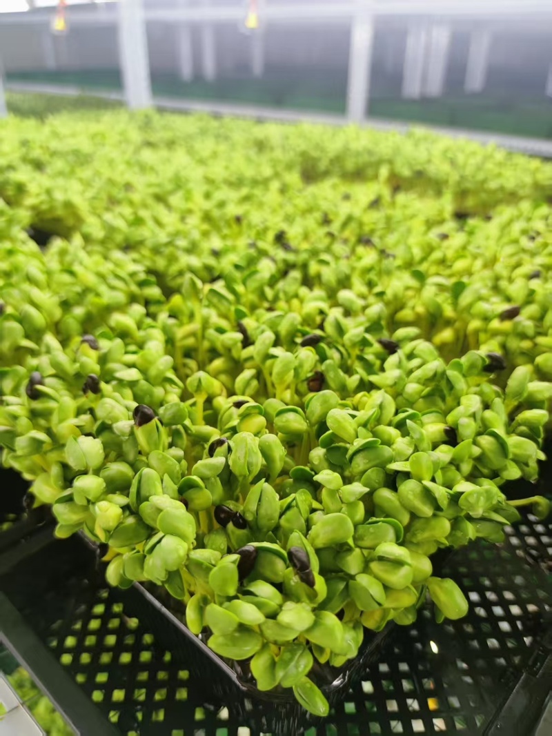 黑豆苗培育基地直发高品质货源大量发货中