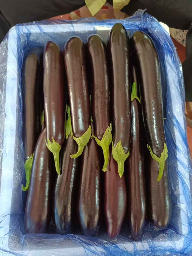 【精品】寿光绿把长茄，大量现货，产地一手货源，市场电商货