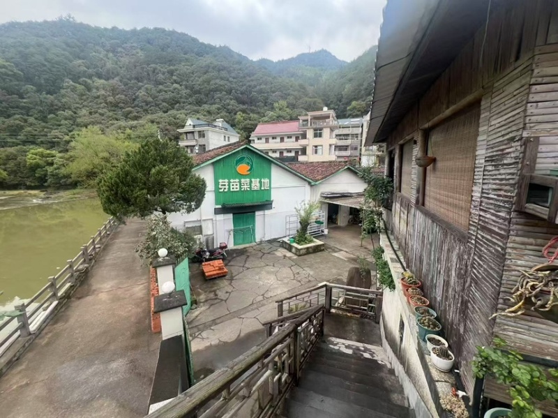 黑豆苗培育基地直发高品质货源大量发货中