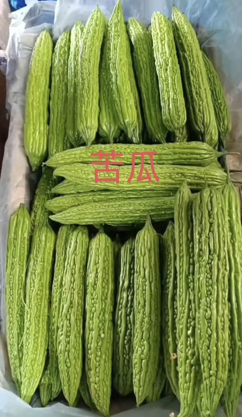 寿光源头供应苦瓜，大量现货，电商供应品质保证大量现货