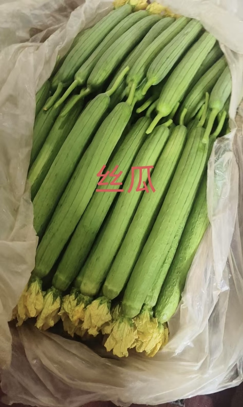 寿光精品丝瓜，鲜花丝瓜大量现货，电商市场商场大量供货