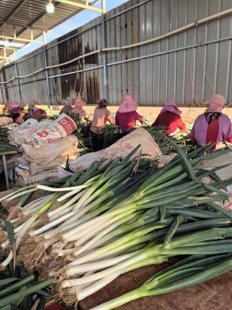 300亩大葱有需要联系