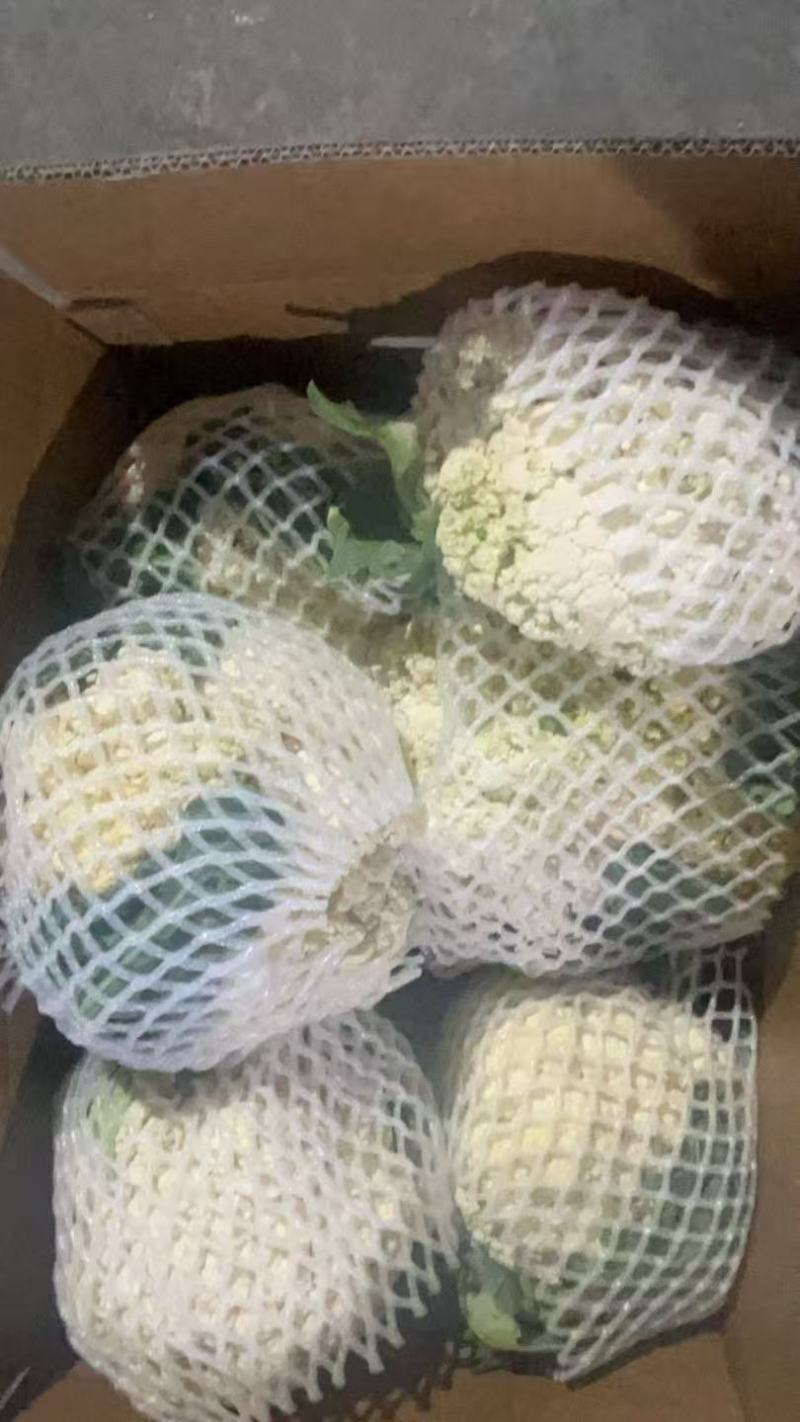 有机花菜大量现货