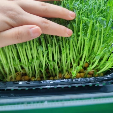 豌豆苗活体切根豌豆苗大量现货供应自有培育基地