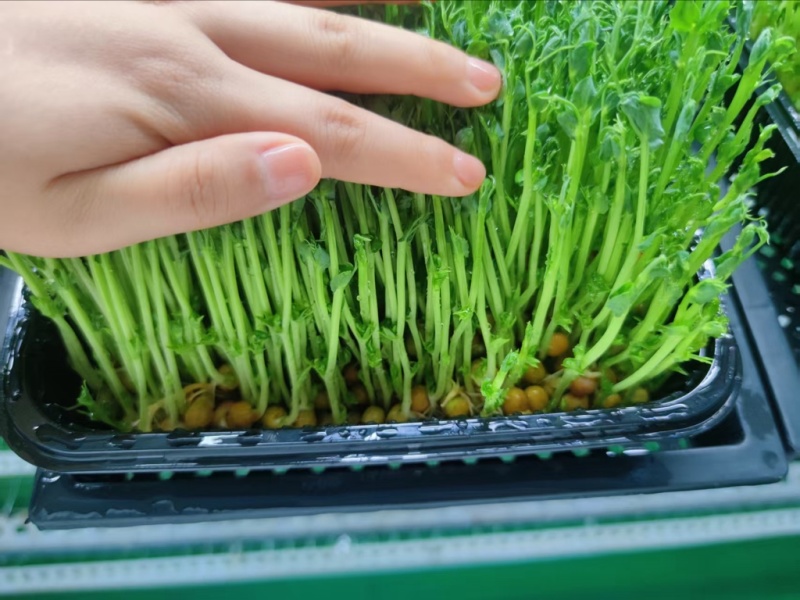 豌豆苗活体切根豌豆苗大量现货供应自有培育基地