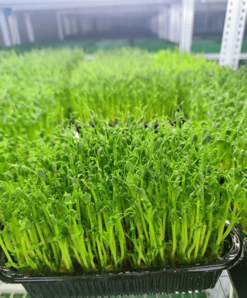 豌豆苗活体切根豌豆苗大量现货供应自有培育基地