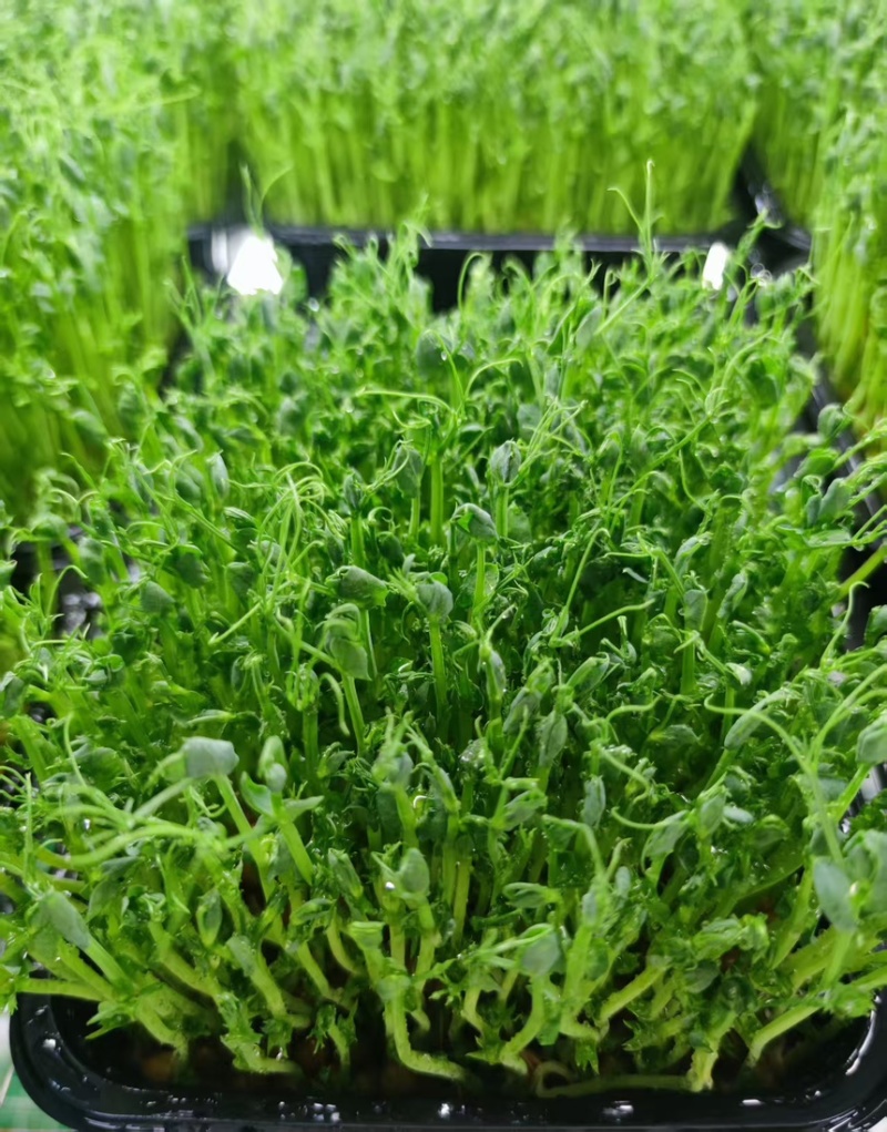 豌豆苗活体切根豌豆苗大量现货供应自有培育基地