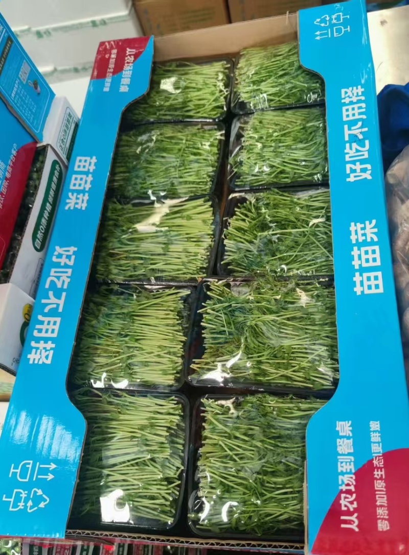 豌豆苗活体切根豌豆苗大量现货供应自有培育基地