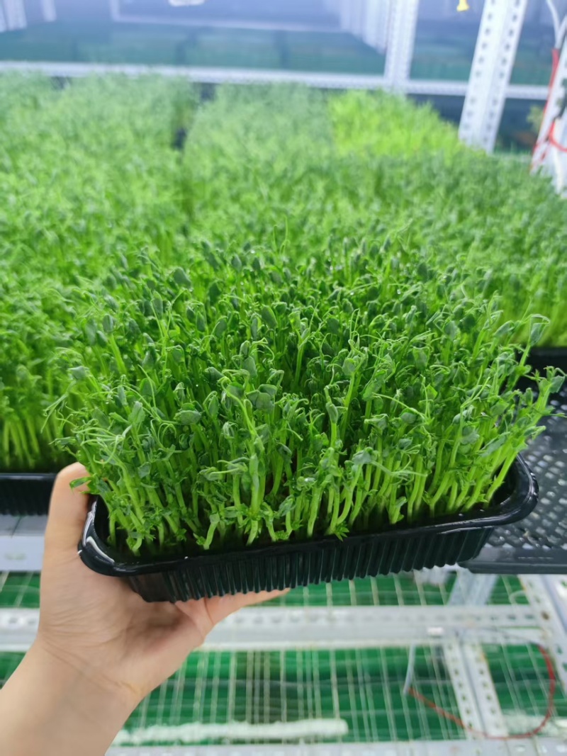 豌豆苗活体切根豌豆苗大量现货供应自有培育基地