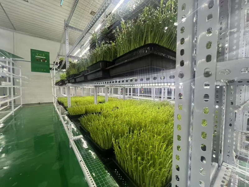 豌豆苗活体切根豌豆苗大量现货供应自有培育基地