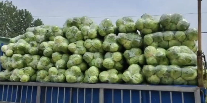 【推荐】河南精品中甘甘蓝大量接单产地直发量大从优