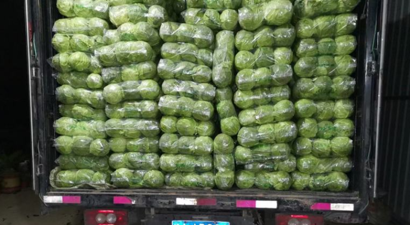 【推荐】河南精品中甘甘蓝大量接单产地直发量大从优