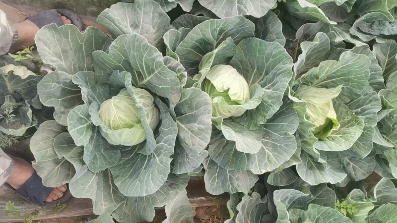 【推荐】河南精品中甘甘蓝大量接单产地直发量大从优