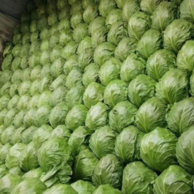 【推荐】河南精品中甘甘蓝大量接单产地直发量大从优