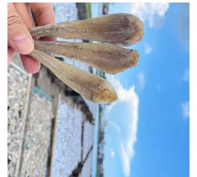 沙丁鱼鱼干，跑江湖爆品