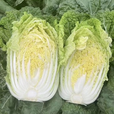 【推荐】河南精品黄心大白菜诚信合作代发全国欢迎联系