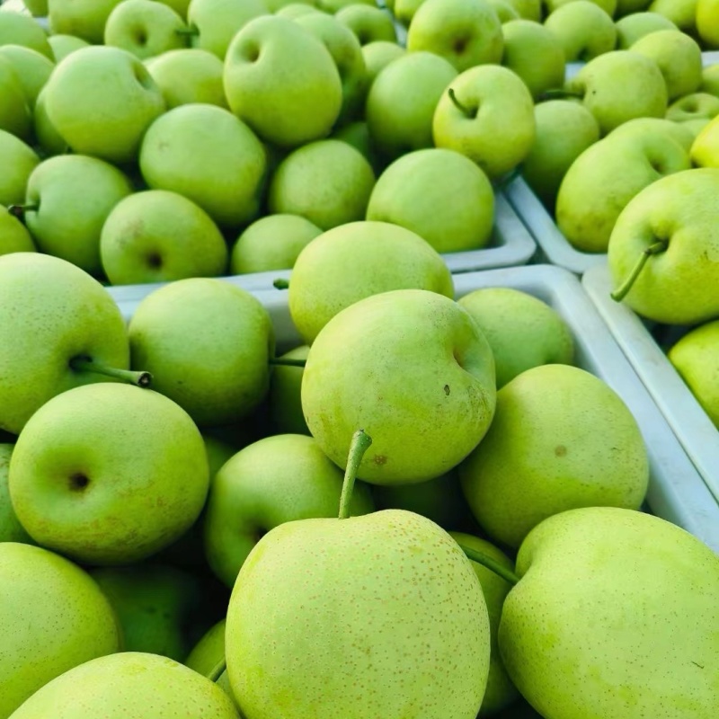 【蒲城早酥梨】陕西酥梨青梨青把梨大量上市现货供应