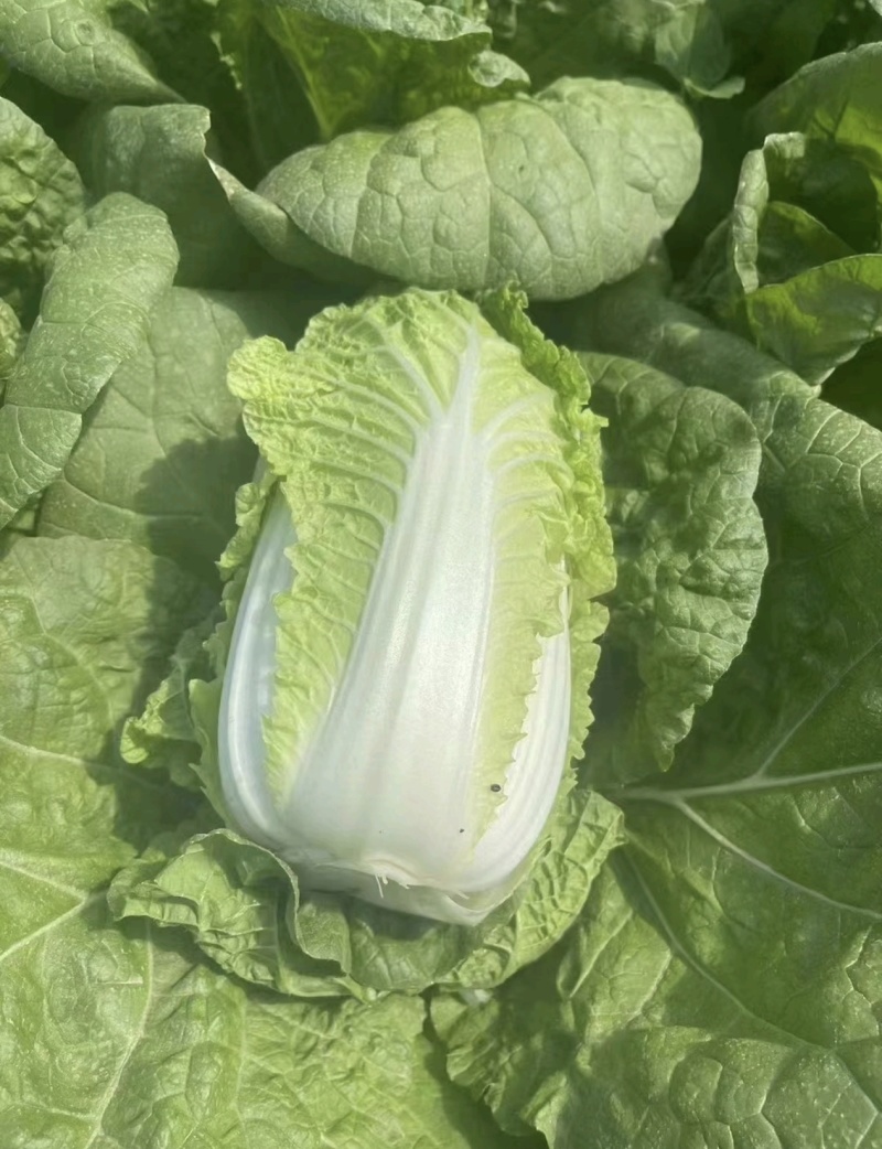 【推荐】河南精品黄心大白菜诚信合作代发全国欢迎联系