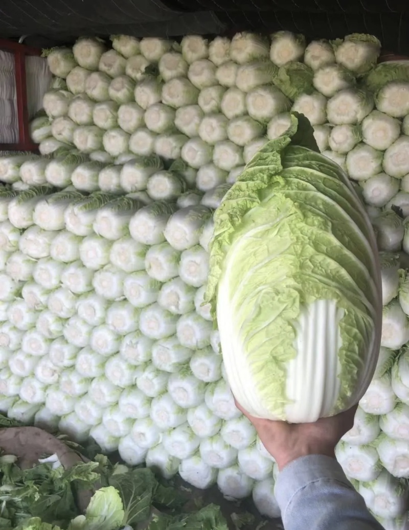 【推荐】河南精品黄心大白菜诚信合作代发全国欢迎联系