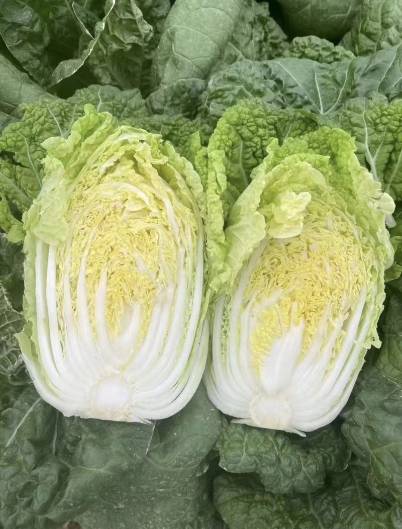 【推荐】河南精品黄心大白菜诚信合作代发全国欢迎联系