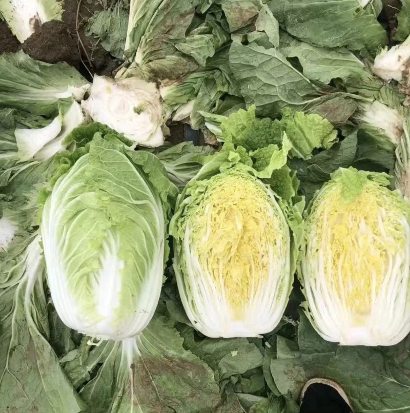 【推荐】河南精品黄心大白菜诚信合作代发全国欢迎联系