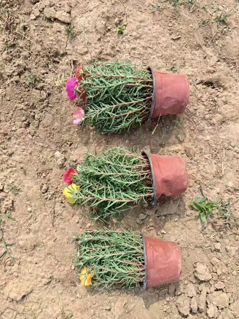 半枝莲自产自销基地大量现货对接全国量大优惠