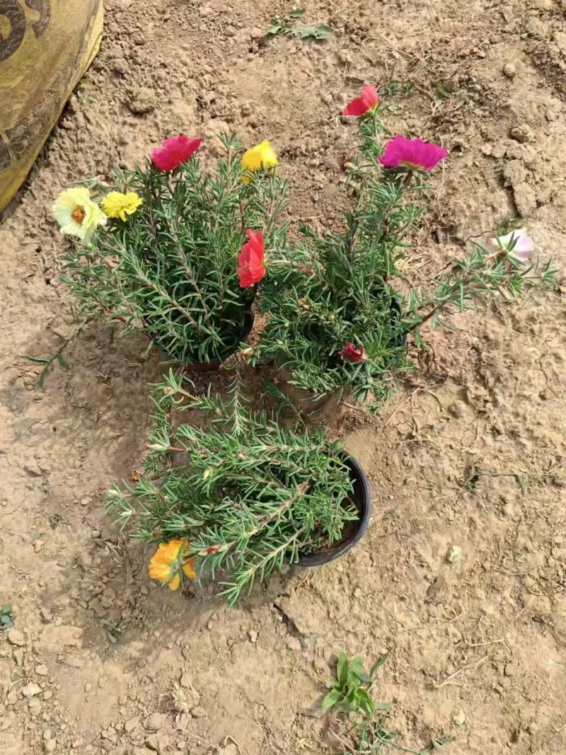 半枝莲自产自销基地大量现货对接全国量大优惠