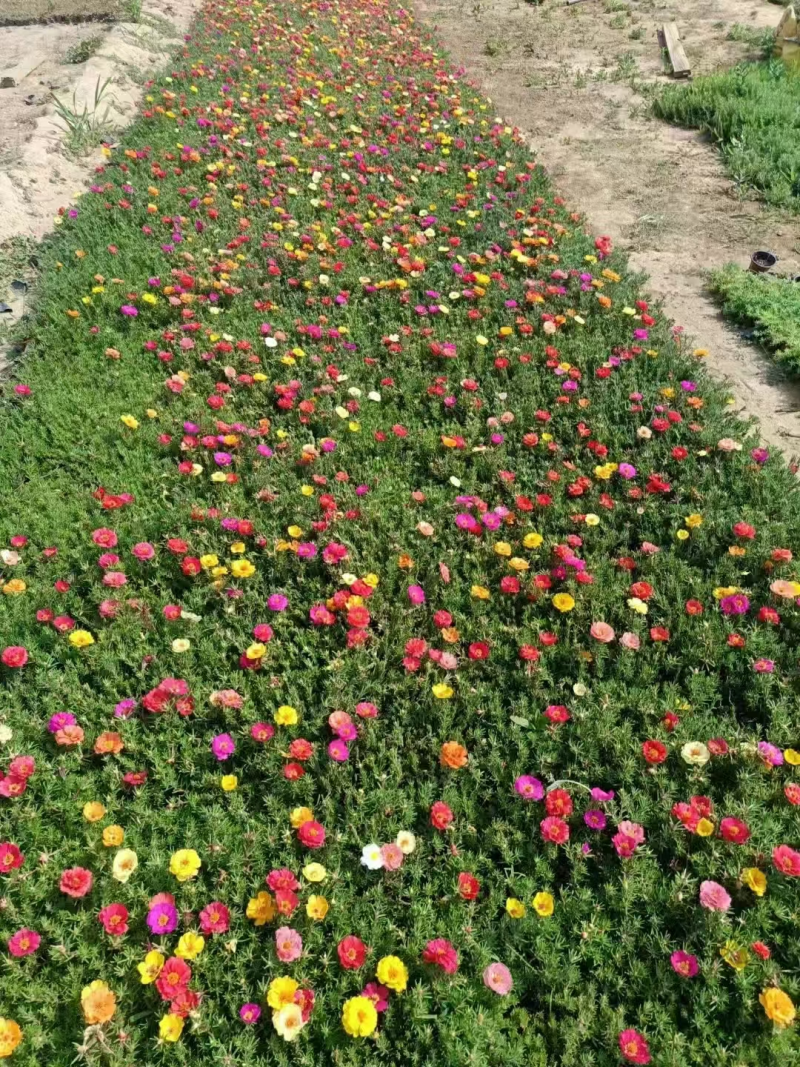 半枝莲自产自销基地大量现货对接全国量大优惠