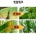 35%唑醚氟环唑玉米大斑病锈病白粉病叶正品唑醚氟环唑批发