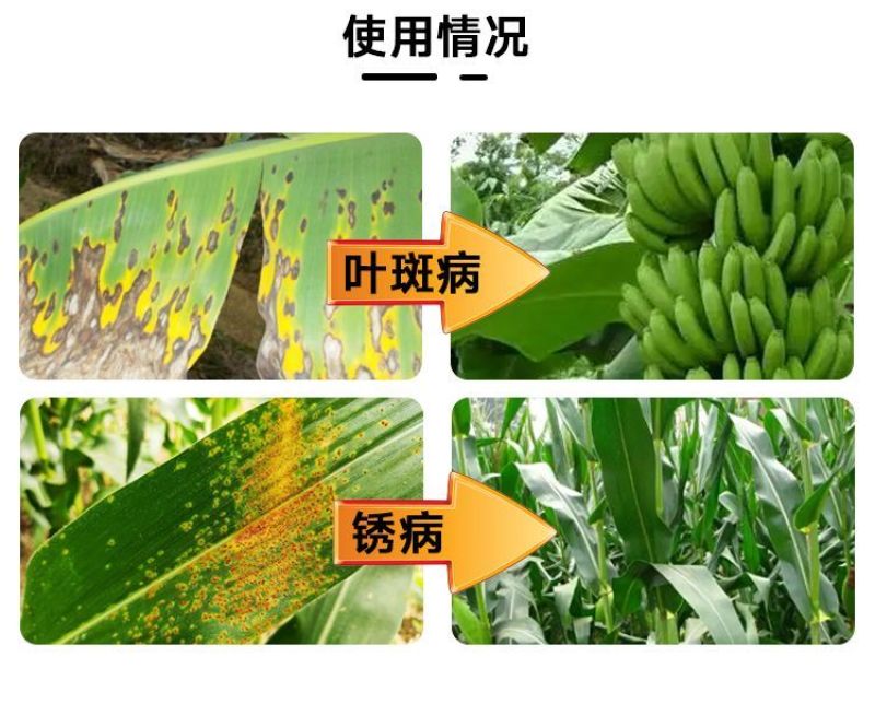 35%唑醚氟环唑玉米大斑病锈病白粉病叶正品唑醚氟环唑批发