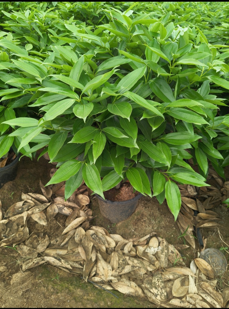 4刀平安树