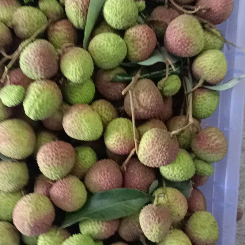 荔枝