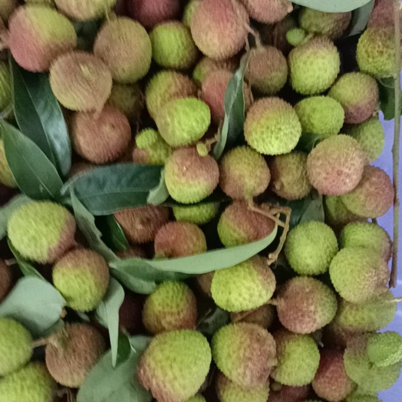 荔枝