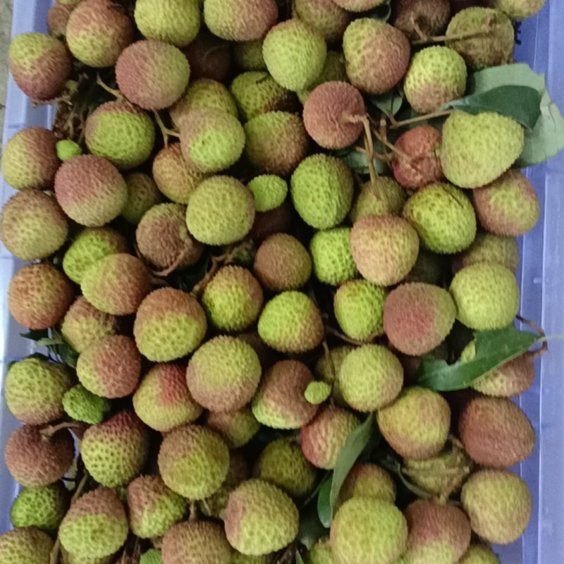 荔枝