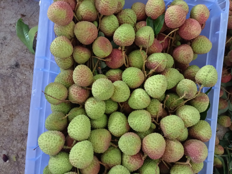 荔枝