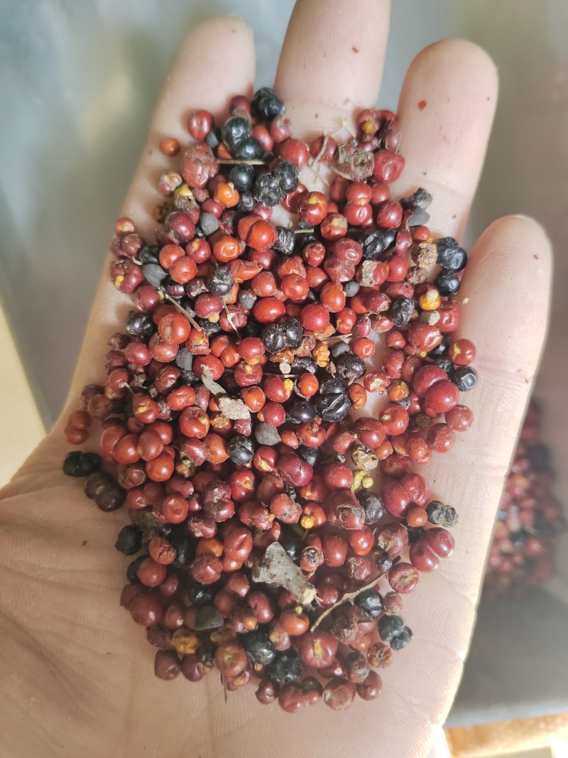 茜草种子中药材茜草籽多年生耐寒耐旱种植简单