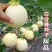 广东白玉甜瓜/市场货电商货都有/瓜肉脆甜/大量货源！