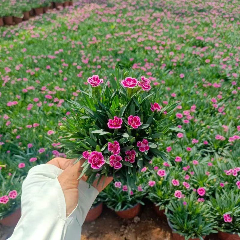 初吻石竹基地直发货源充足提供技术学院指导量大优惠