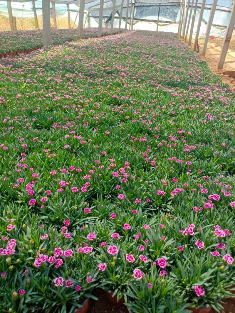 初吻石竹基地直发货源充足提供技术学院指导量大优惠