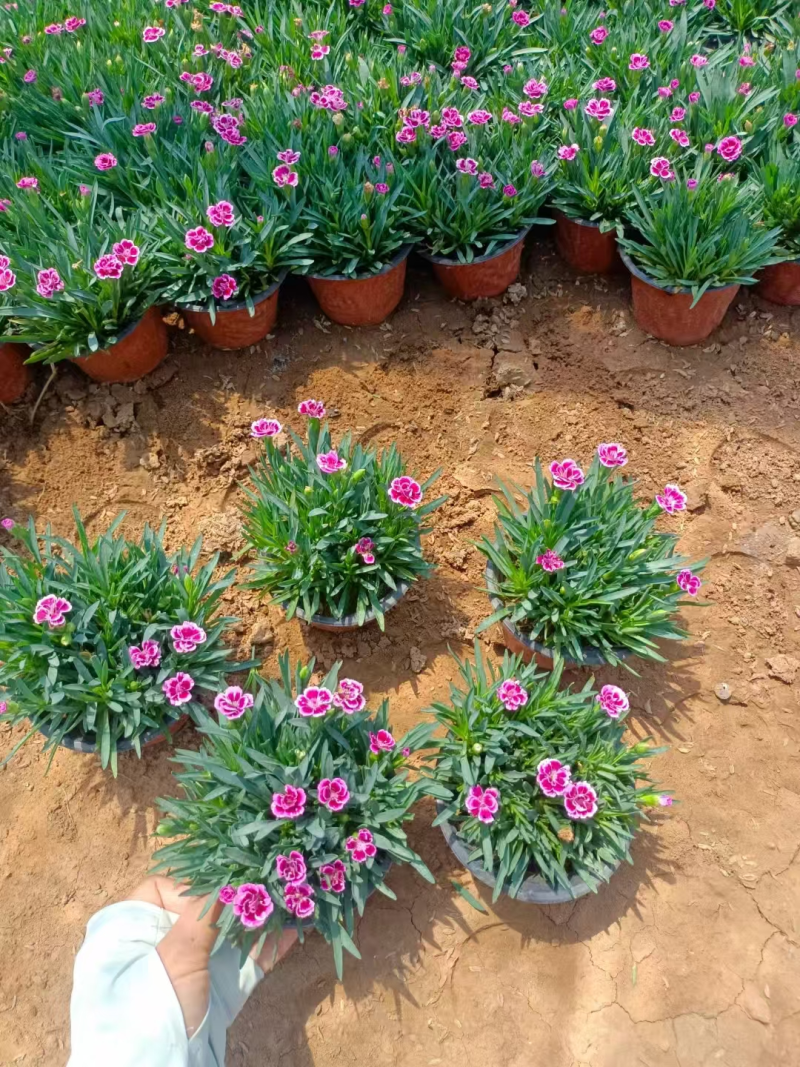 初吻石竹基地直发货源充足提供技术学院指导量大优惠