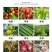 43%硅唑咪鲜胺农药杀菌剂炭疽病白粉病叶斑锈病疫病果树