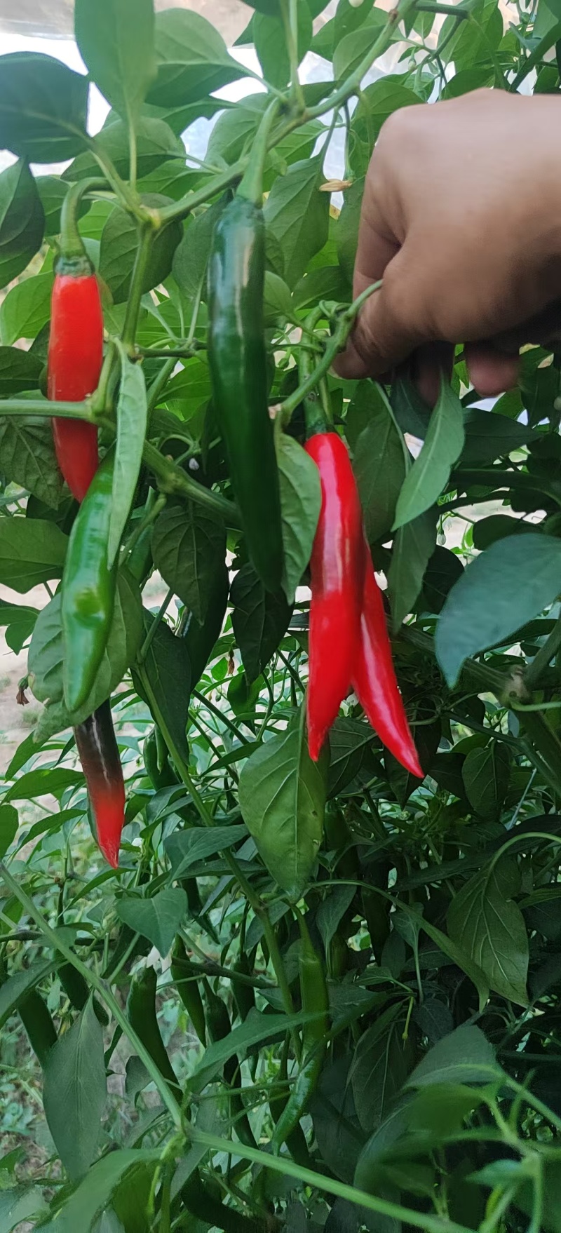 海花红，红美人，基地直采，供应市场电商
