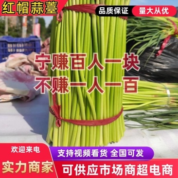 【货源充足】山东临沂红帽蒜薹产地直供一手货源价格便宜