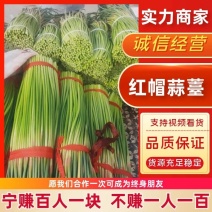蒜苔平邑精品山东临沂蒜苔优质新鲜红毛蒜苔
